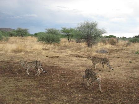 Cheetah Park / Otjiwarongwe