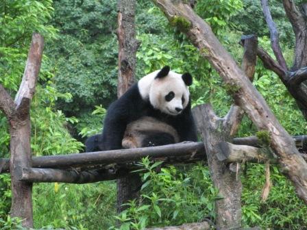 Sichuan Giant Panda Sanctuaries - Wolong, Mt Siguniang and Jiajin Mountains